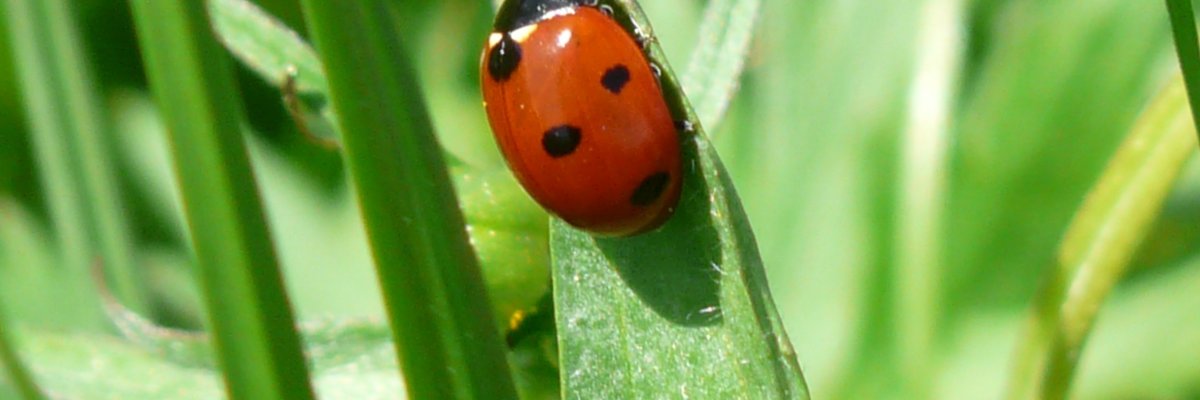 Marienkäfer sitzt auf grünem Gras